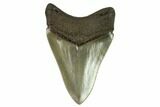 Serrated, Fossil Megalodon Tooth - South Carolina #124199-2